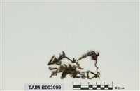 藏品(蔓苔科)的圖片